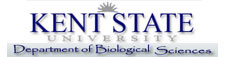 Kent State University